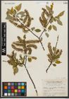 Foto von Salix pyrifolia Andersson